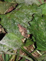 Parectropis subflava