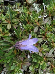 Campanula dasyantha