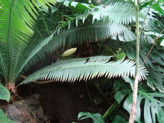 Dioon