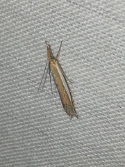 Fernandocrambus