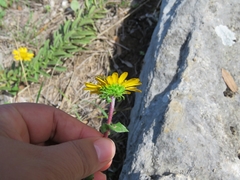 Grindelia inuloides
