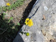Grindelia inuloides