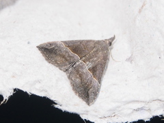Hypena thermesialis