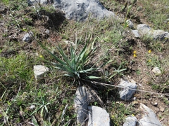 Eryngium longifolium