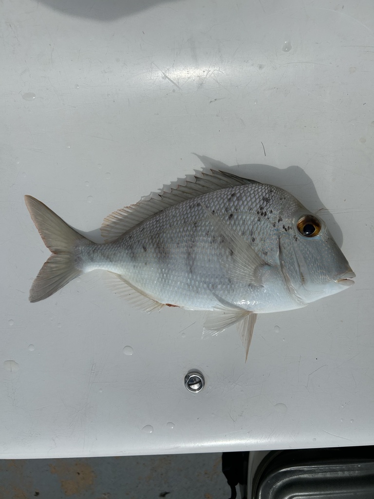 Knobbed Porgy