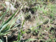 Eryngium longifolium