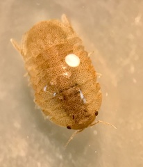 Gnorimosphaeroma oregonense