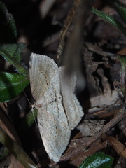 Calletaera dentata