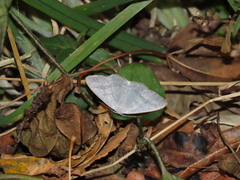 Lomographa platyleucata