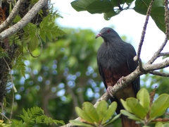 Ducula goliath