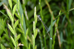 Argentagrion ambiguum