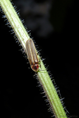 Photinus signaticollis
