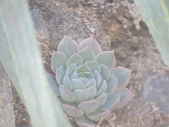 Echeveria simulans