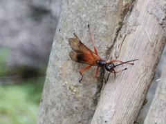 Priocnemis conformis