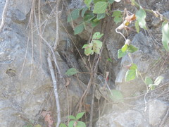 Sceloporus torquatus binocularis