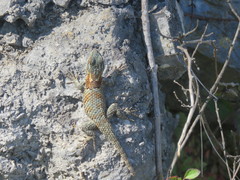 Sceloporus torquatus binocularis