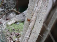 Priocnemis conformis