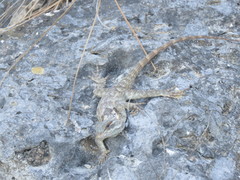 Sceloporus torquatus binocularis