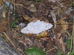 Lassaba parvalbidaria