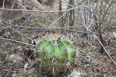 Ferocactus flavovirens