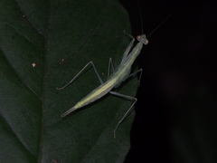 Sinomantis denticulata