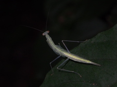 Sinomantis denticulata