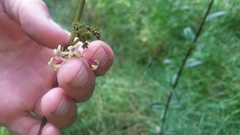 Kadua centranthoides