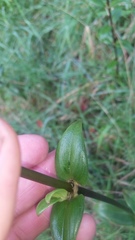 Kadua centranthoides