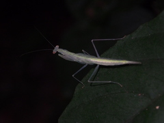 Sinomantis denticulata