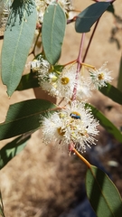 Chrysidoidea