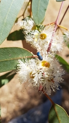 Chrysidoidea