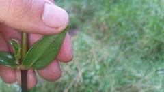 Kadua centranthoides