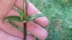 Kadua centranthoides