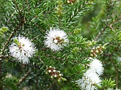 Melaleuca howeana