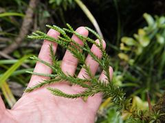 Phlegmariurus varius