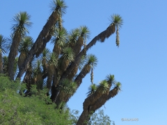 Yucca potosina