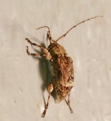 Leptostylus asperatus