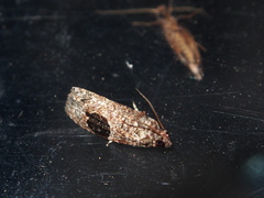 Ophiorrhabda mormopa