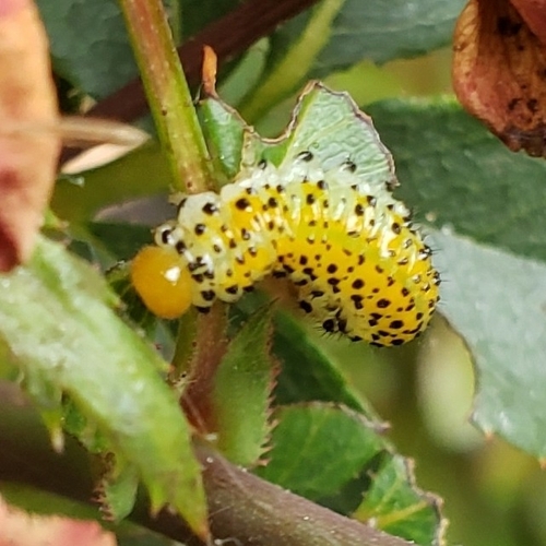 Rose Sawfly photo 4