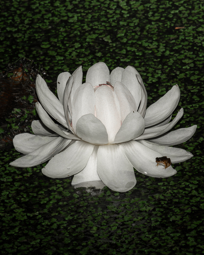 Victoria amazonica