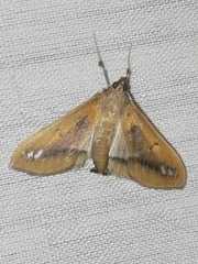 Diaphania fumosalis