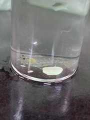 Neocaridina ketagalan