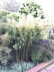 Elegia tectorum