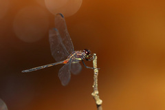 Orthemis attenuata