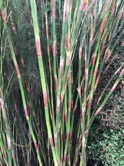 Elegia tectorum