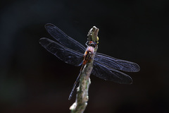 Orthemis attenuata