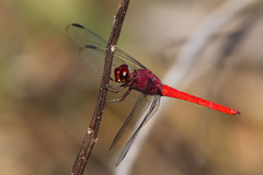 Orthemis schmidti