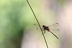 Orthemis attenuata
