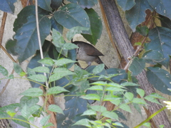 Thryomanes bewickii