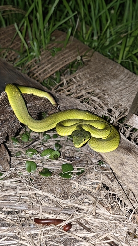 Car Nicobar Green Pitviper